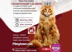 Cat Show and stray cats adoption drive by Feline Club of India and MARS Petcare