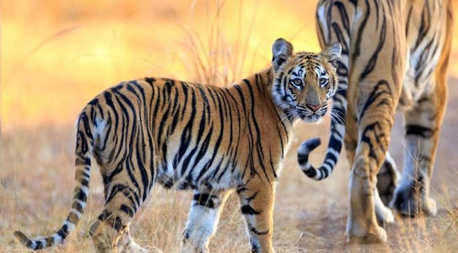 Bollywood Superstars to feature in Feature film on Tigers by National award winning filmmaker Subbiah Nallamuthu?